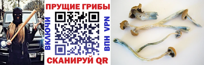 Псилоцибиновые грибы MAGIC MUSHROOMS  Купить закладки  Рязань 
